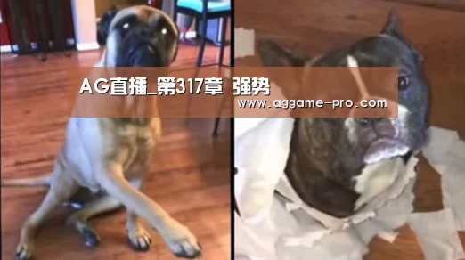 AG直播_第317章 强势(图3) AG官方